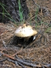 PICTURES/Kendrick Wildlife Trail/t_Mushrooms - Silver Toadstool.JPG